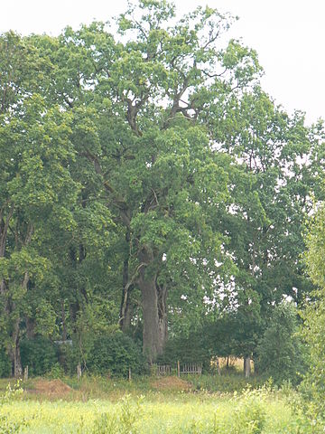 Eiche (Quercus robur)